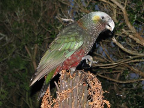 Kaka auf Stewart Island