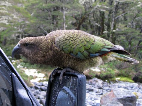 Kea am Campervan