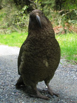 Kea im Hollyford Valley