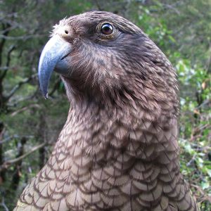 Kea