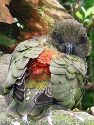 Kea