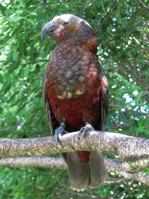 Kaka in Pukaha