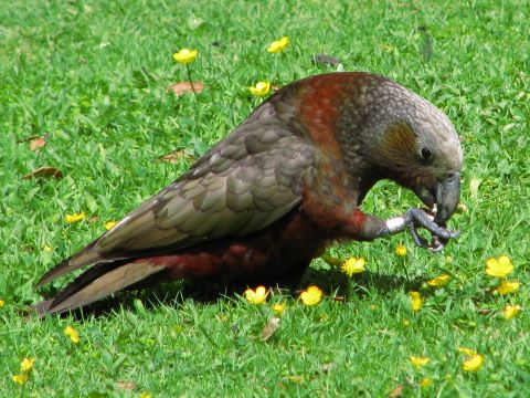 Kaka in Pukaha