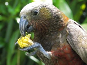 Kaka in Pukaha