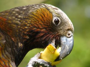 Kaka in Pukaha