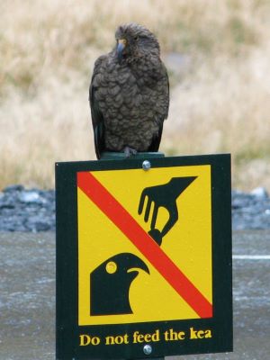 Do not feed the Kea