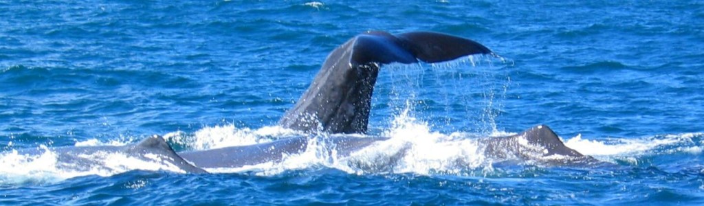 3_Sperm_Whales