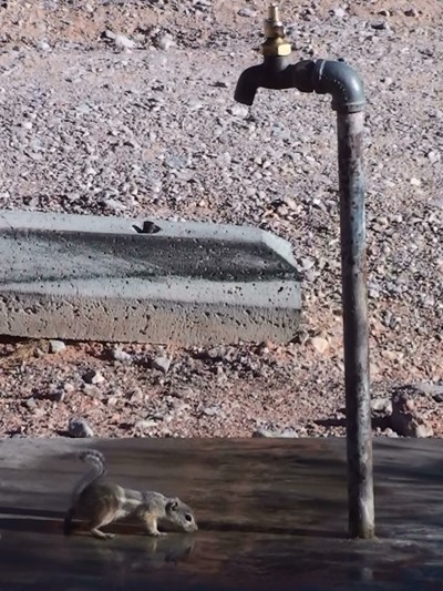 Antelope Squirrel