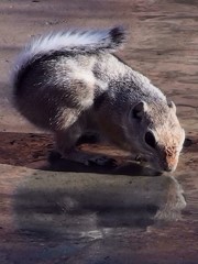 Antelope Squirrel