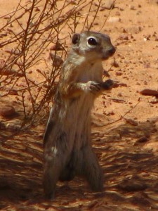 Antelope Squirrel