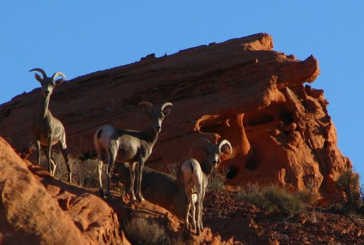 Bighorn Sheep