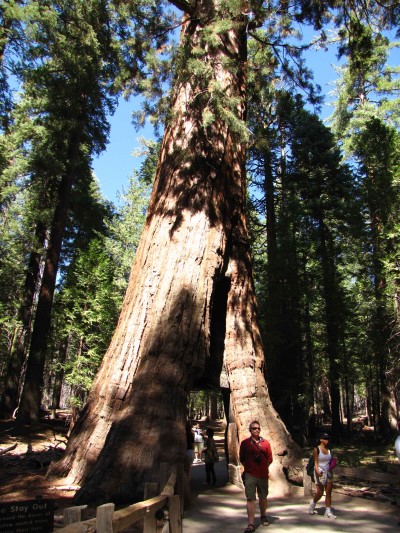 California Tunnel Tree