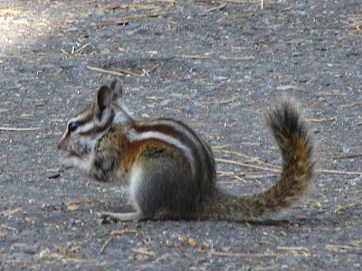 Chipmunk