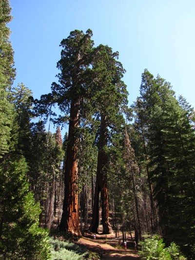 Clothespin Tree