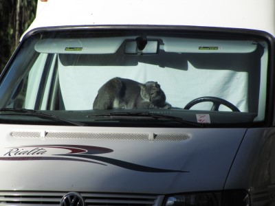 Cockpit Puma