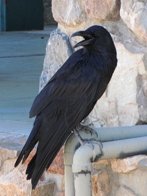 Death Valley Raven