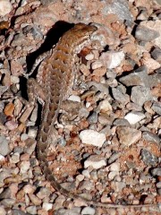 Eastern Fence Lizard