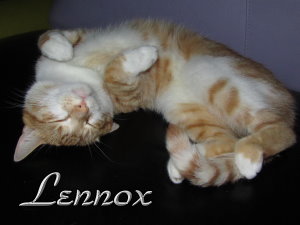 Infos zu Kater Lennox