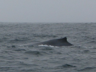 Humpback Whale