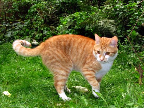 Lennox im Garten