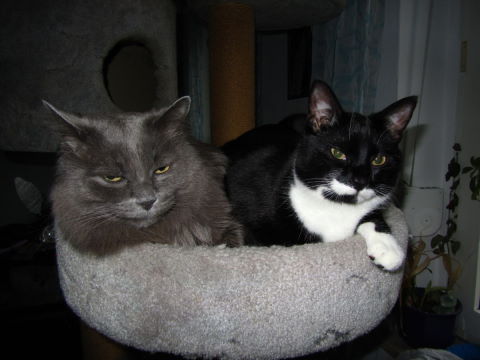 Zorro + Alea
