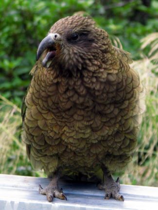 Kea am Arthur's Pass