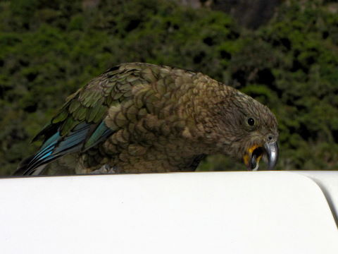 Kea auf dem Campervan