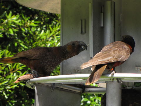 Kaka in Pukaha