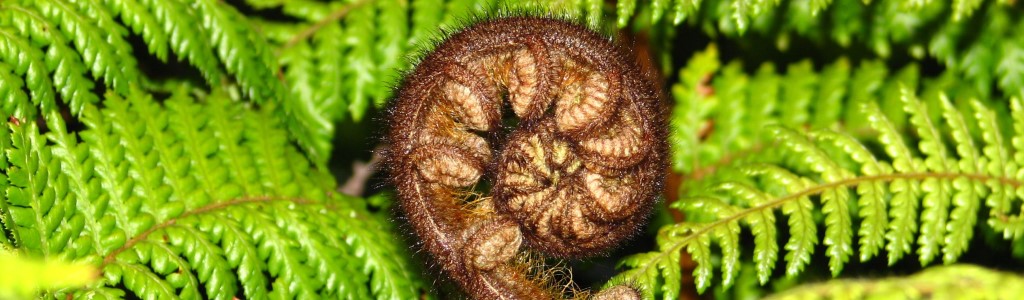 Koru