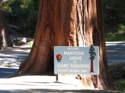 Mariposa Grove