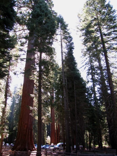 Mariposa Grove Carpark