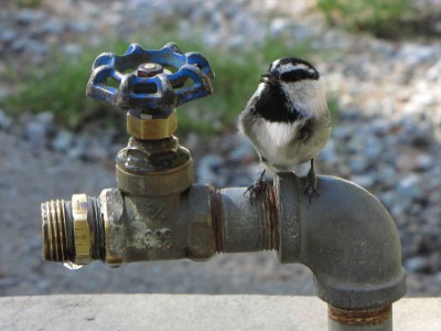 Mountain Chickadee