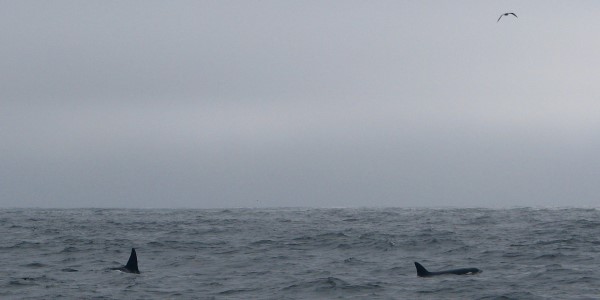 Orcas