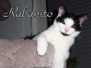 Rabanito-Button_2360