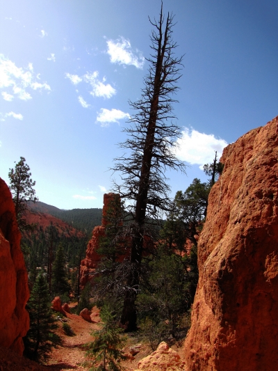 Red Canyon