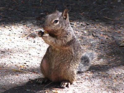 Rock Squirrel