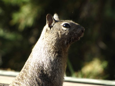 Rock Squirrel Portrait