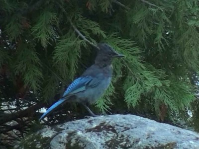 Stellers Jay