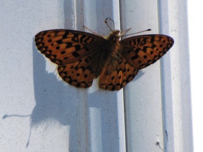 Variegated Fritillary