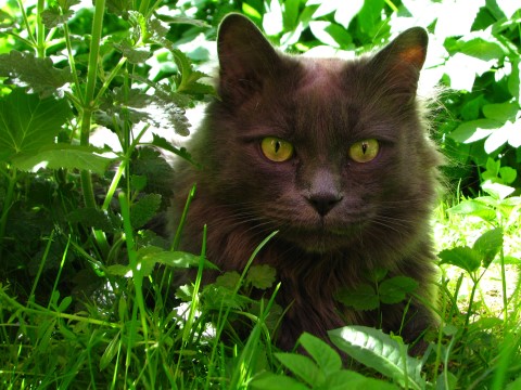 Zorro im Garten