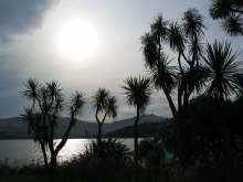 Cabbage Trees