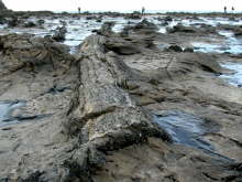 Petrified Forest