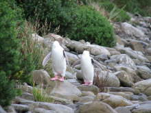 Yellow-eyed Penguins