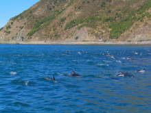 Dolphin Encounter