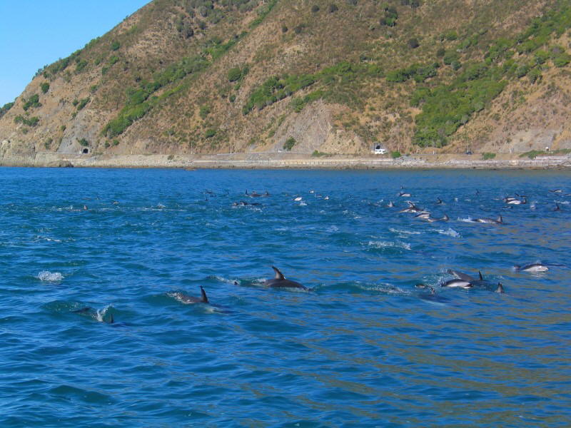 Dolphin Encounter