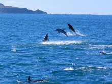 Dusky Dolphins