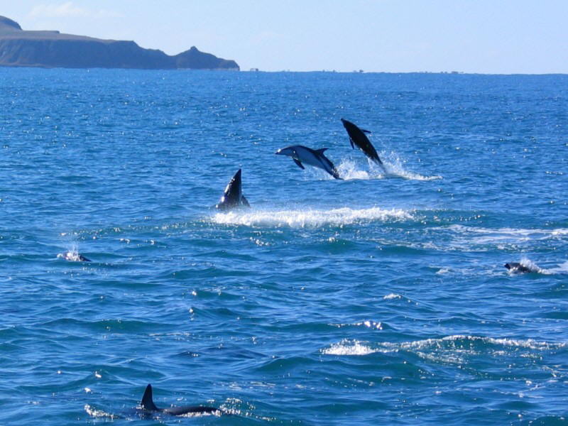 Dusky Dolphins