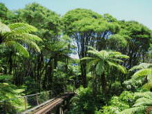 Driving Creek Railway