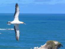 Gannet