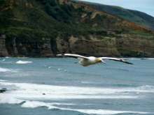 Muriwai Beach